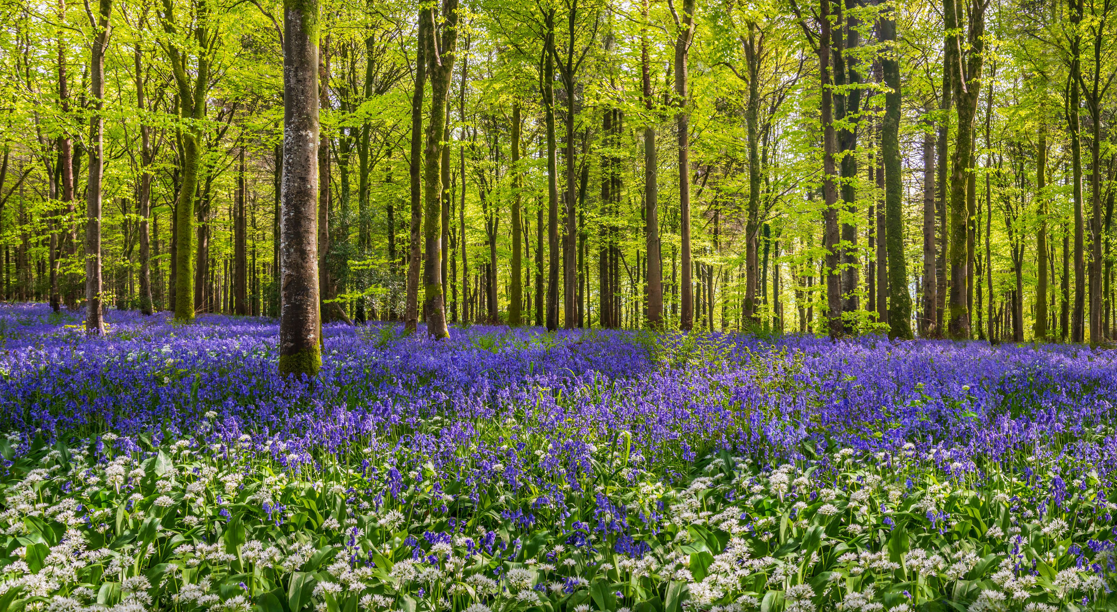 A forest with tall trees and a carpet of blue and white flowers.