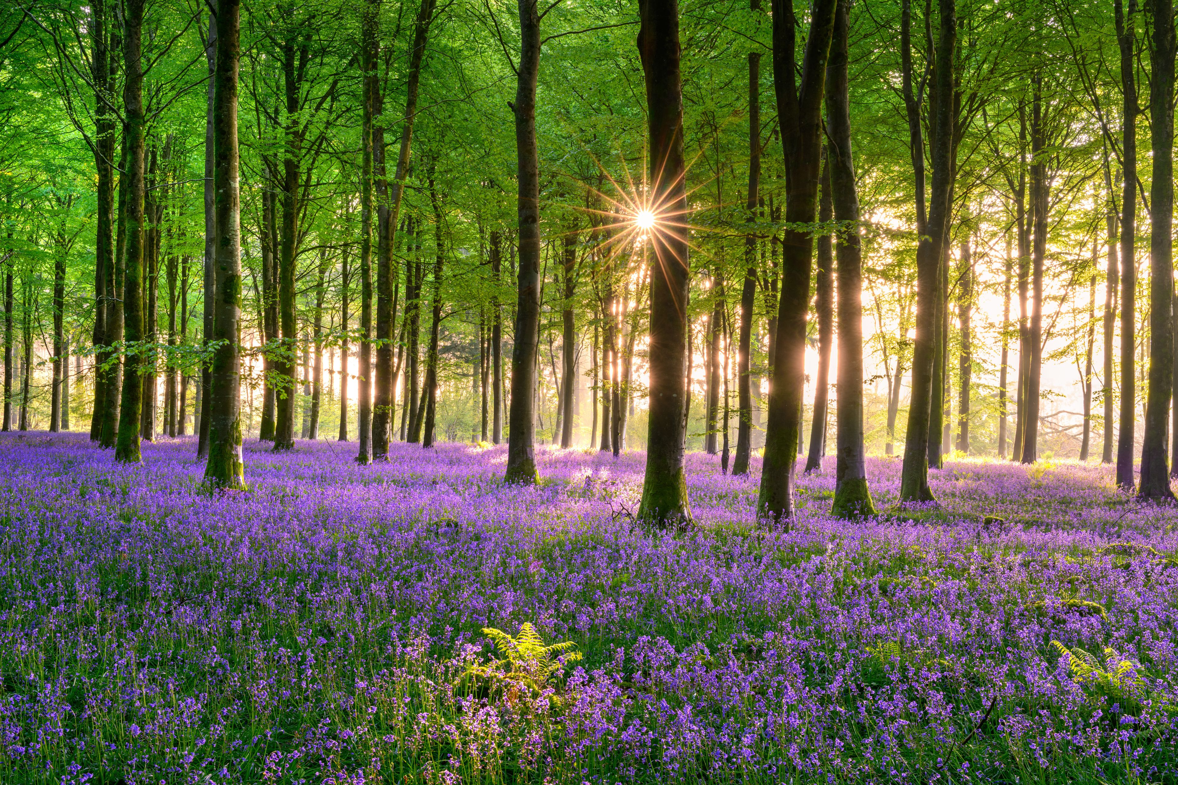 A forest with tall trees and a carpet of purple flowers.