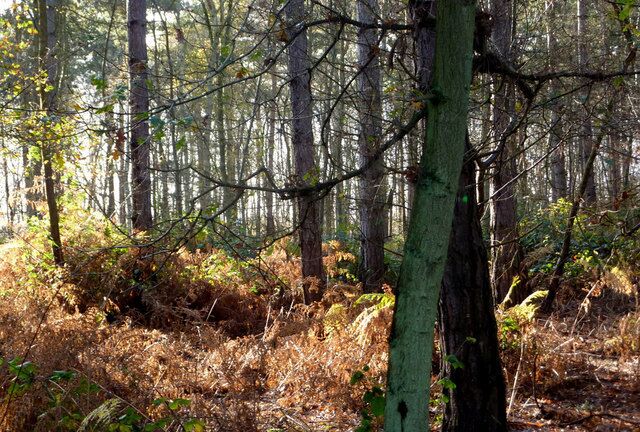 In Pods Wood There are more conifers towards the eastern side of the wood, here seen growing from a woodland floor dominated by bracken.