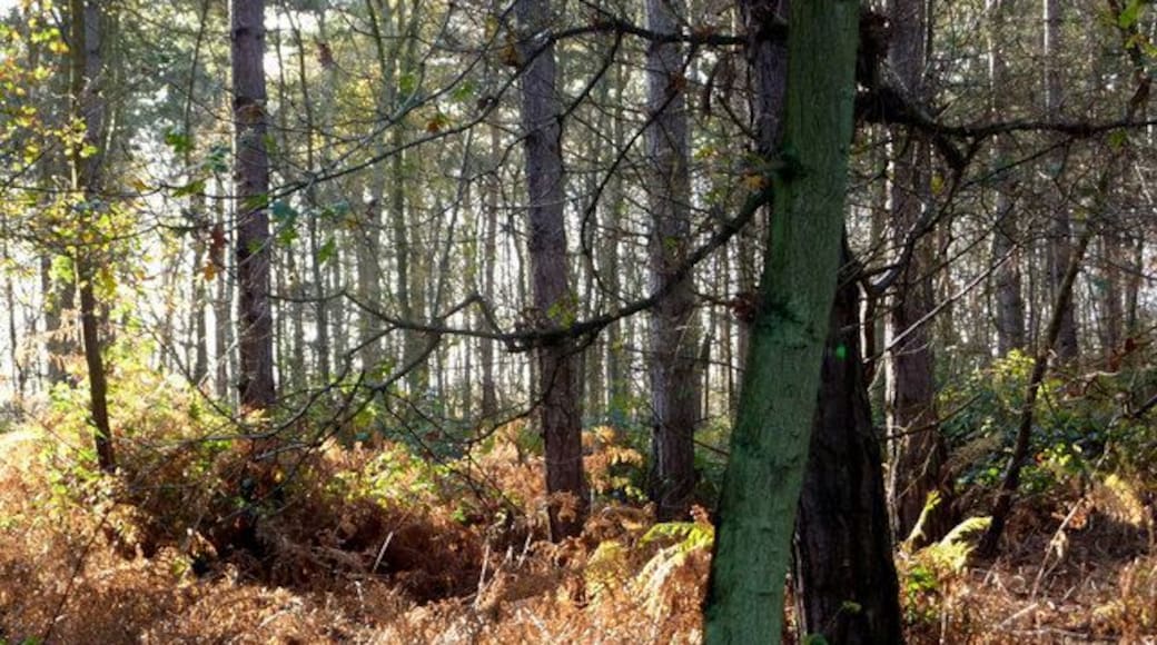 In Pods Wood There are more conifers towards the eastern side of the wood, here seen growing from a woodland floor dominated by bracken.