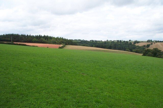 Wort Wood and multi coloured fields. Near to Broomfield.