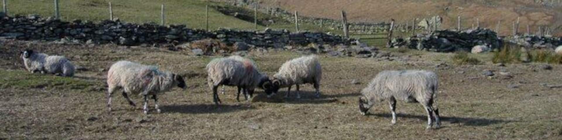 A mountainous landscape with grazing sheep and a stone wall.