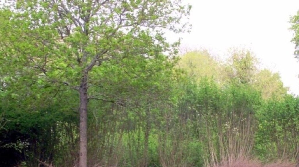 Carpet of bluebells in Thorncombe Wood. Great place to walk the dogs.