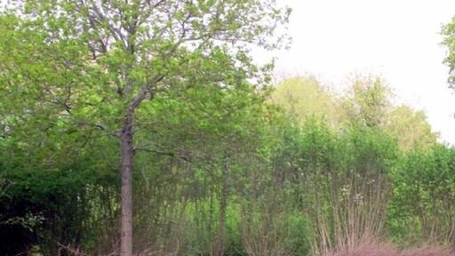 Carpet of bluebells in Thorncombe Wood. Great place to walk the dogs.
