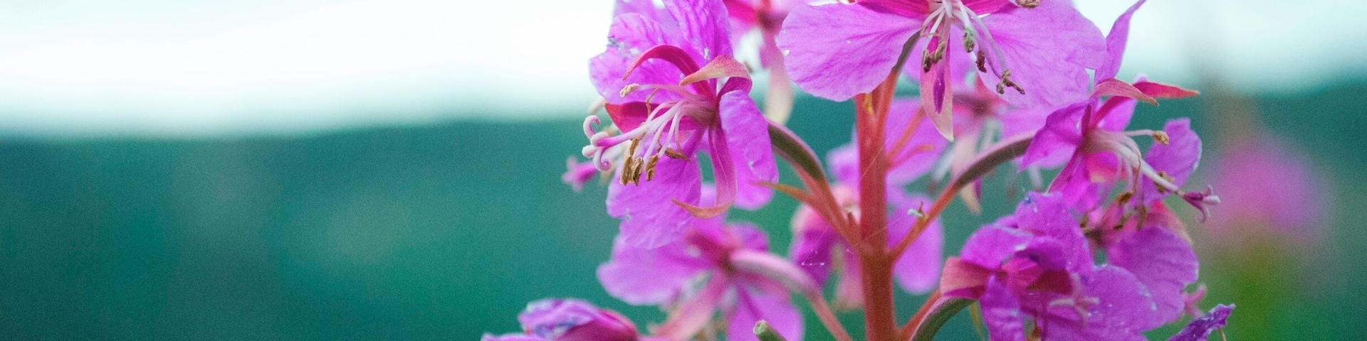 There is a lovely short walking track here that gives you great views of the lake.
www.cheskiesgapife.com