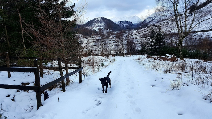 Parked at Swirls Car Park and walked the Squirrel Trail which has nice views above Thirlmere and you might be lucky enough to spot a red squirrel. :)
