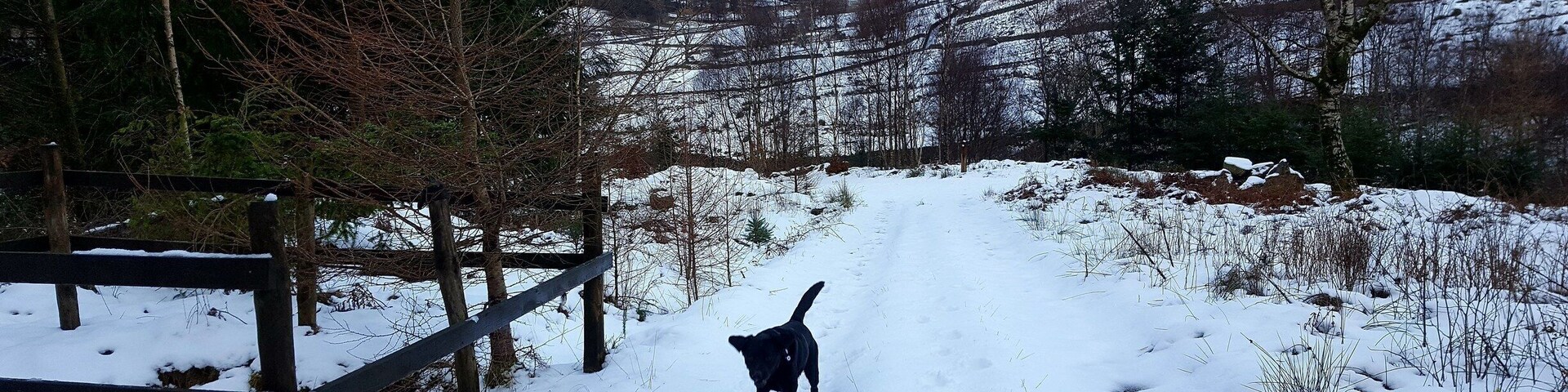 Parked at Swirls Car Park and walked the Squirrel Trail which has nice views above Thirlmere and you might be lucky enough to spot a red squirrel. :)