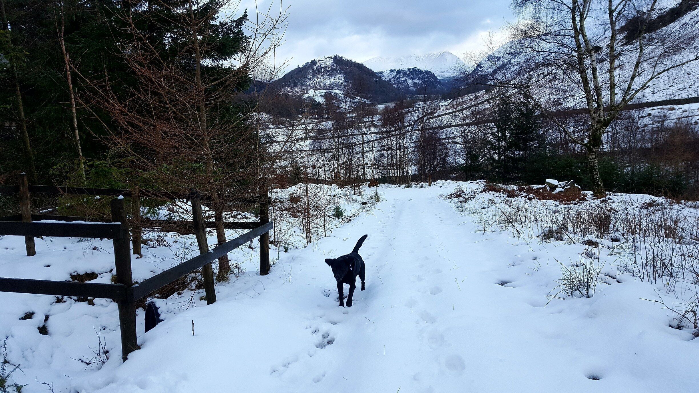 A snowy trail with a dog walking, surrounded by trees and mountains in the background.