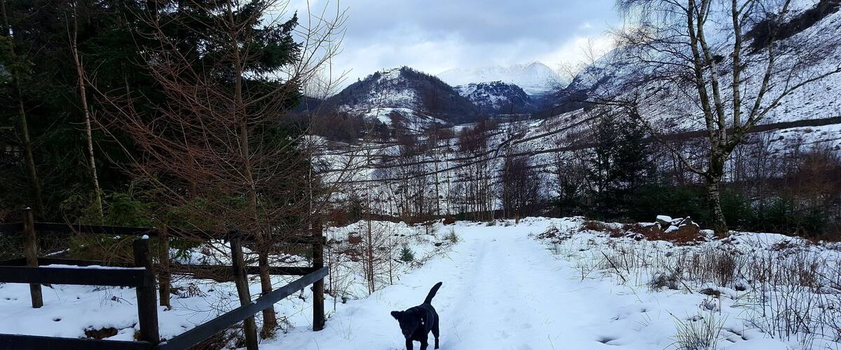 A snowy trail with a dog walking, surrounded by trees and mountains in the background.