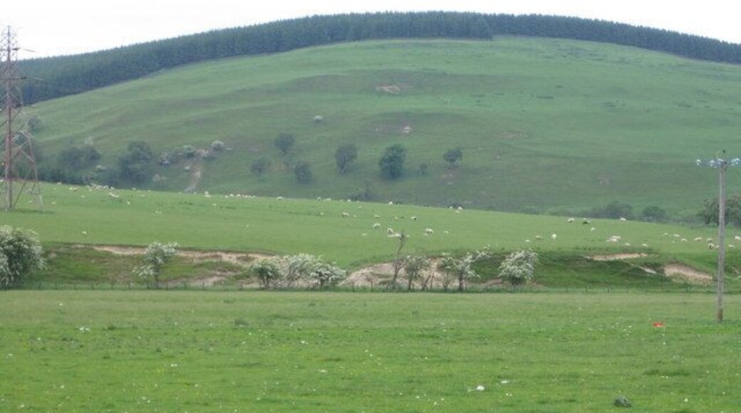 Across the Teviot. Sheep farming and forestry near Teviothead.