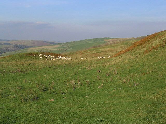 Sheep on Lodge Hill There are many hill farms by the A7 in Teviotdale specialising in cattle and sheep.