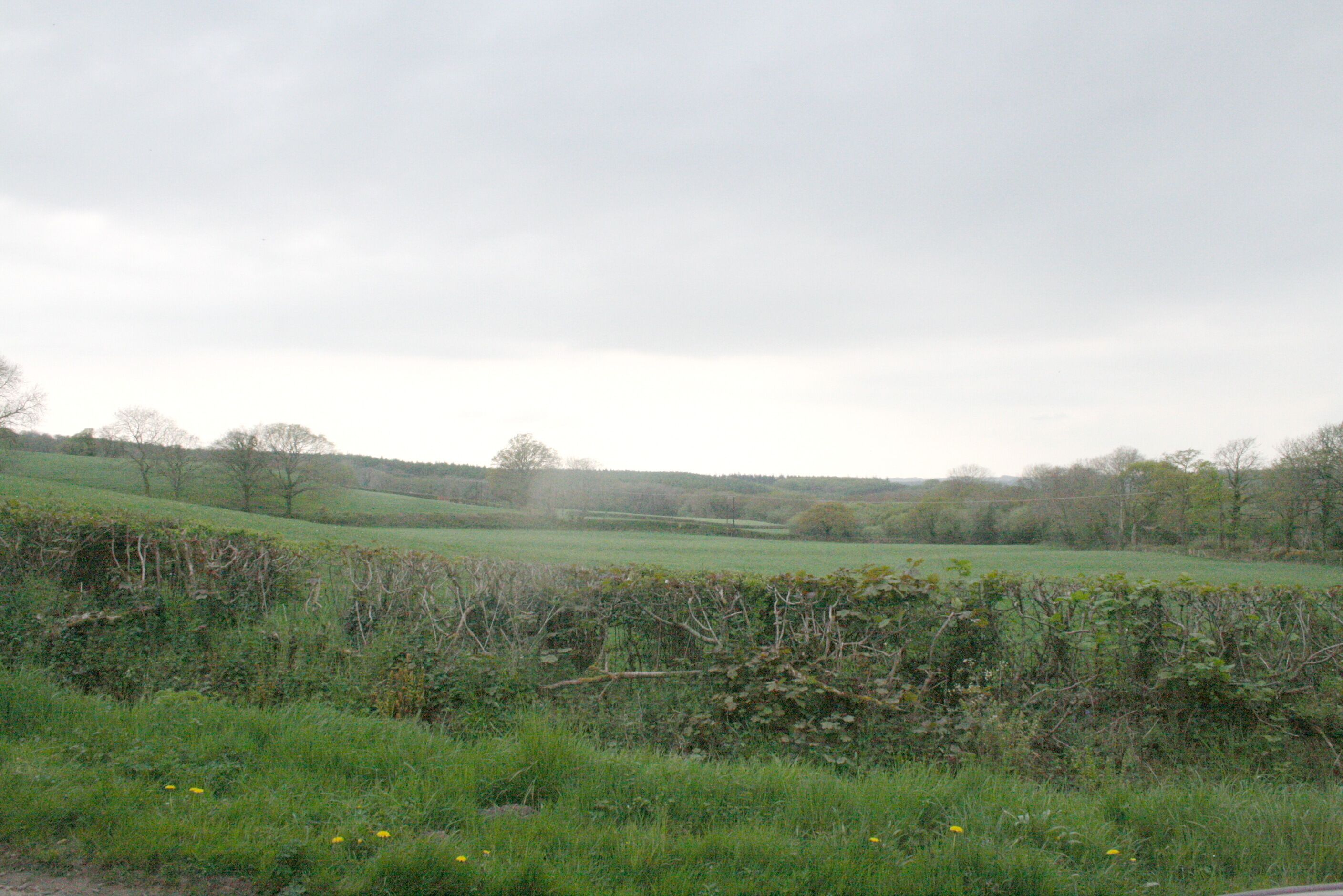 A rural landscape with rolling hills, a hedge, and a field with yellow flowers.