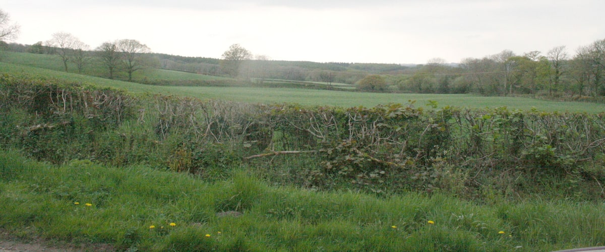 A rural landscape with rolling hills, a hedge, and a field with yellow flowers.