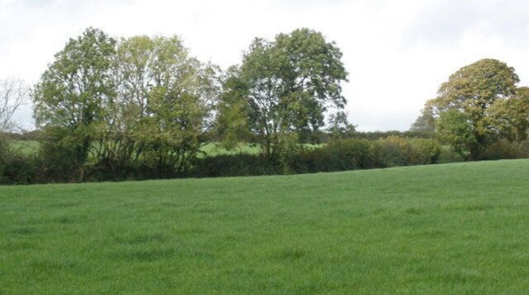 Lush grassland, at Chapel Hill Farm