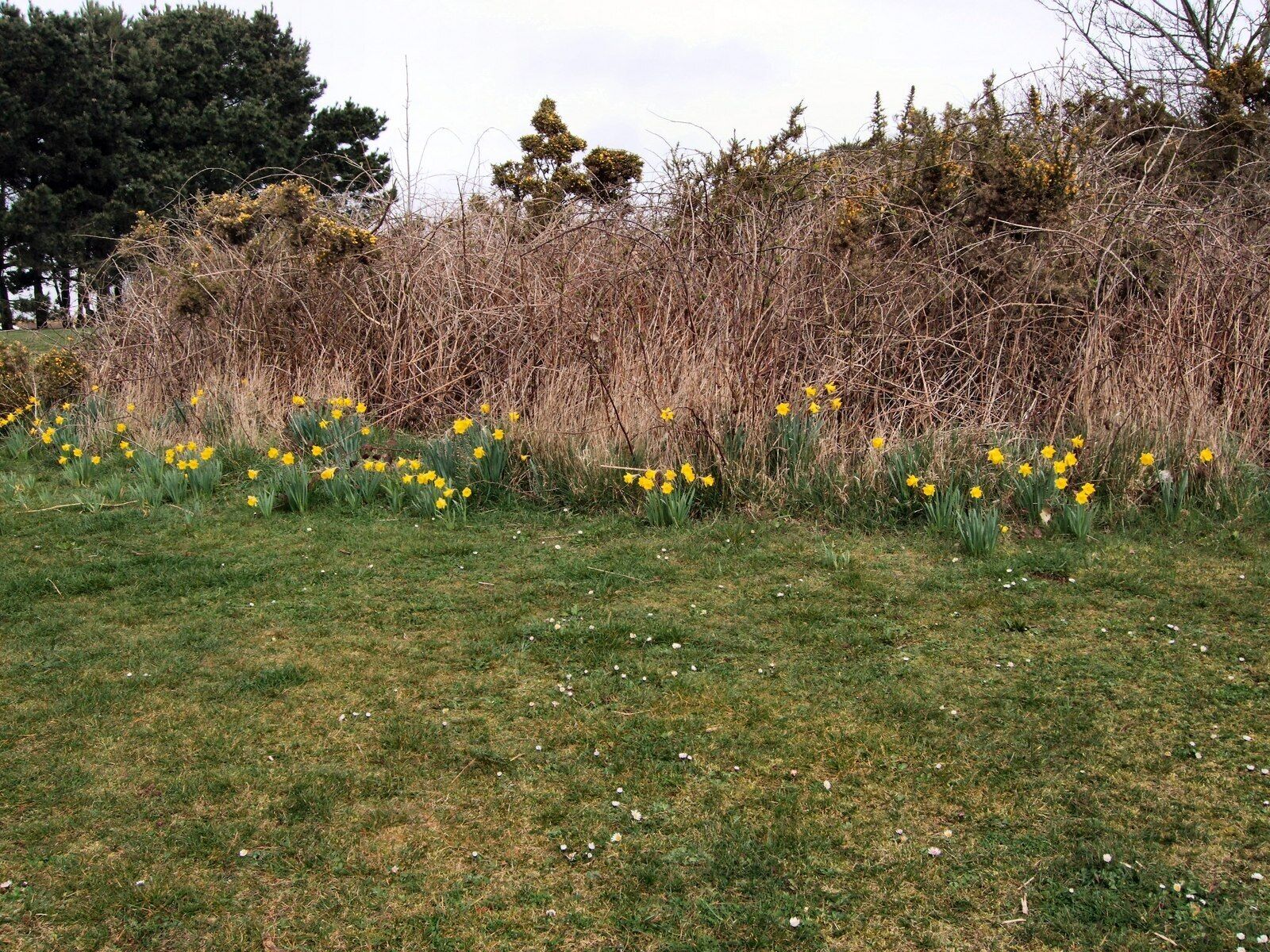 Daffodils in Chatsworth Park