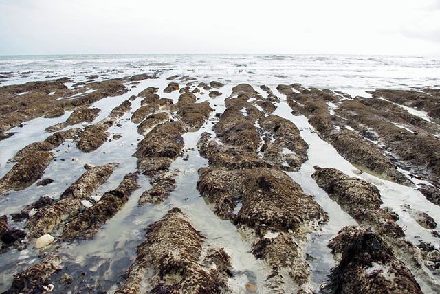 Eroded chalk beach, Telscombe Cliffs This erosion pattern, with ridges and channels at right angles to the shore, is the same all the way along this chalk coast. This area is best approached on a spring low tide! The photograph was taken 5 or 10 minutes after scheduled low tide, and the turn was just detectable.