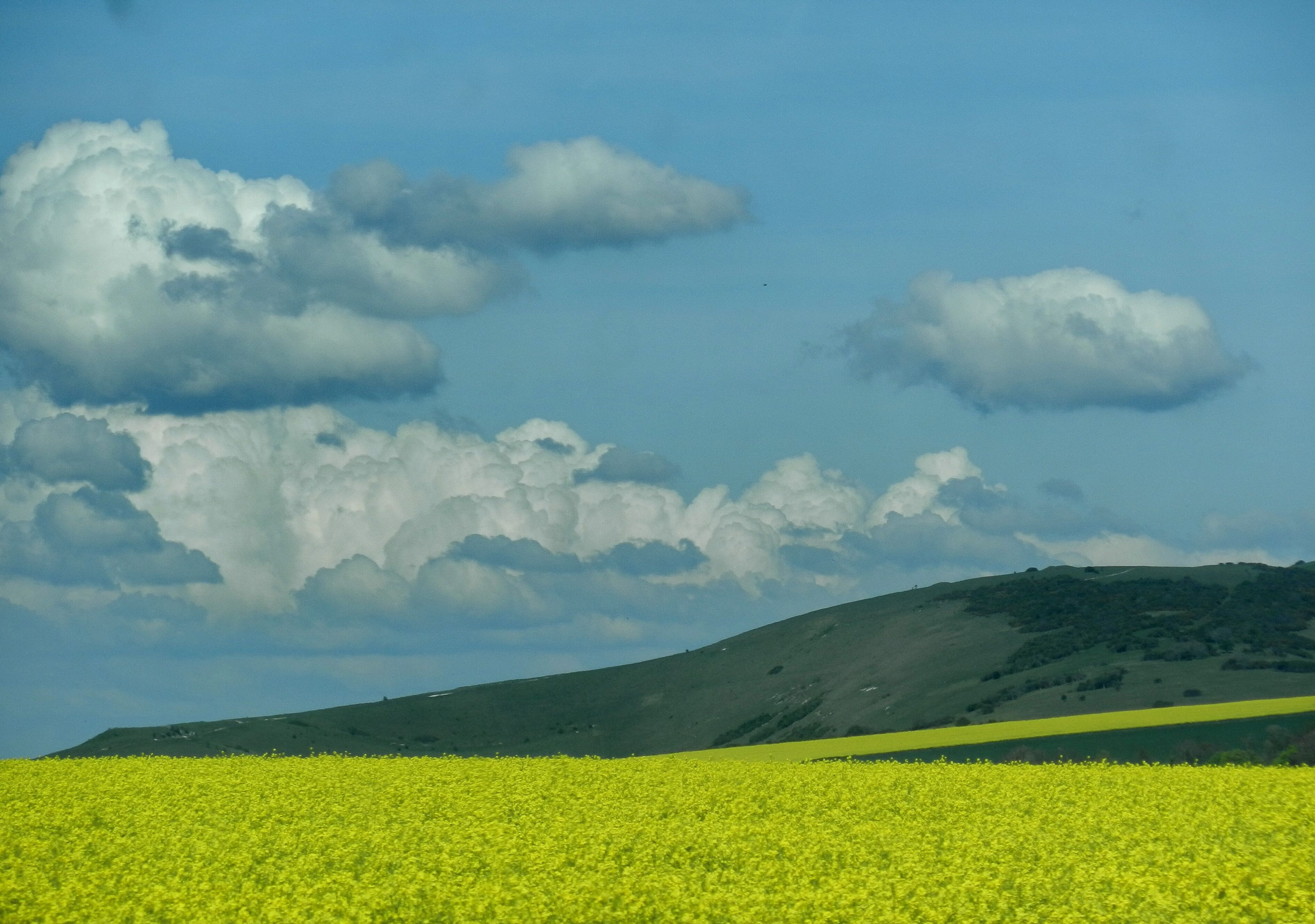 A field of yellow flowers under a partly cloudy sky.