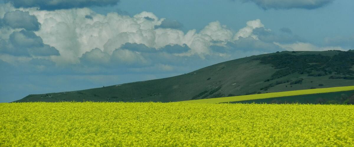 A field of yellow flowers under a partly cloudy sky.