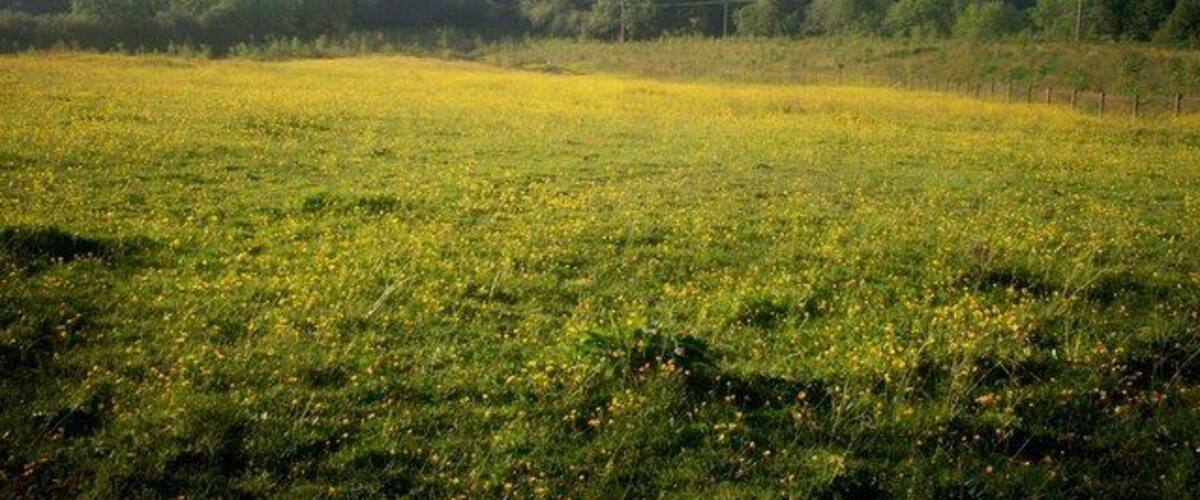 Beautiful Yellow Meadow, Llanteg - with Furzy Park in the Distance.