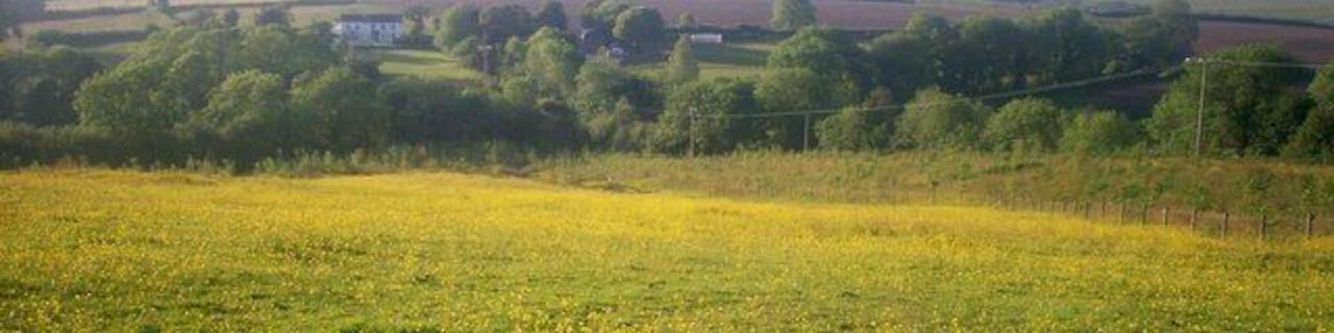 Beautiful Yellow Meadow, Llanteg - with Furzy Park in the Distance.