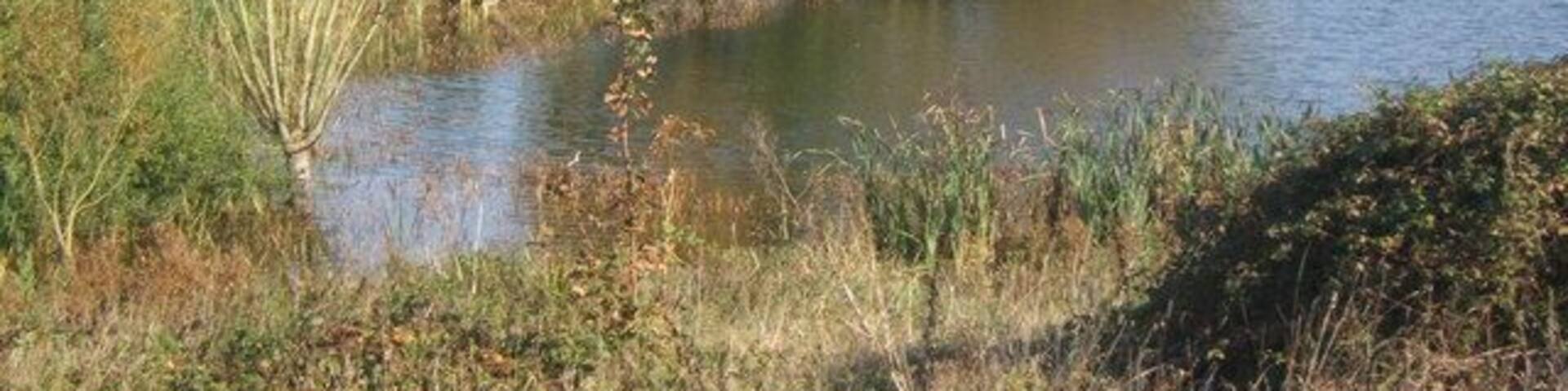 A corner of Alton Water