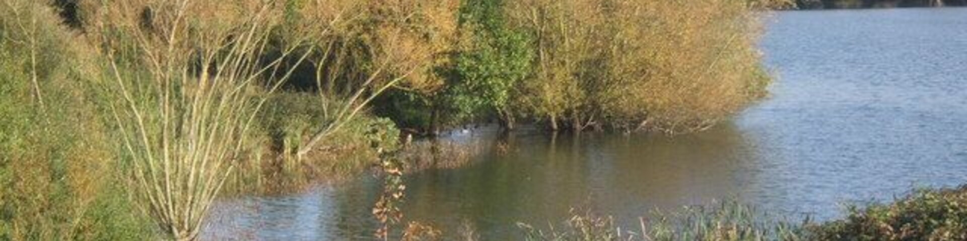 A corner of Alton Water