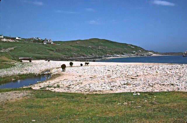 Talmine. Beach at Talmine showing where the stream goes under the shingle before flowing into the sea. Some cattle are walking on the beach. Part of the village can be seen on the hill.