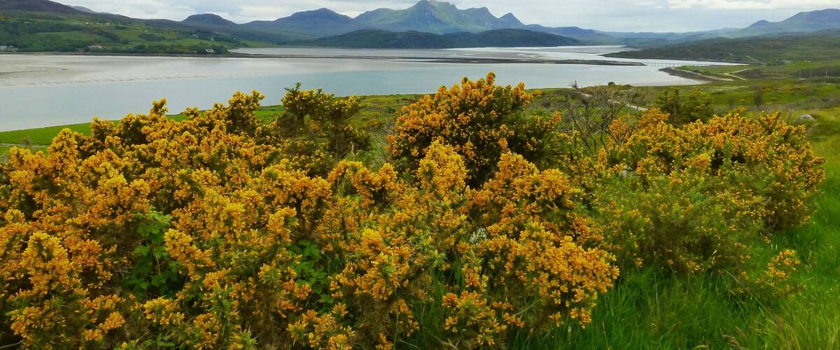 A lake surrounded by mountains and yellow flowering bushes.