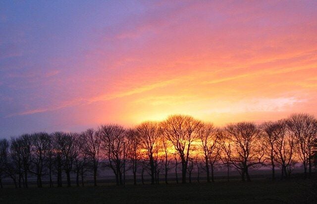 Avenue of trees against autumn sunset, Bosley Fields Farm