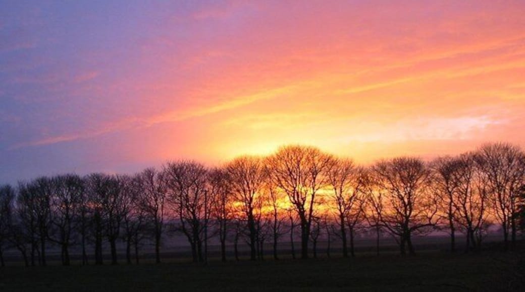 Avenue of trees against autumn sunset, Bosley Fields Farm