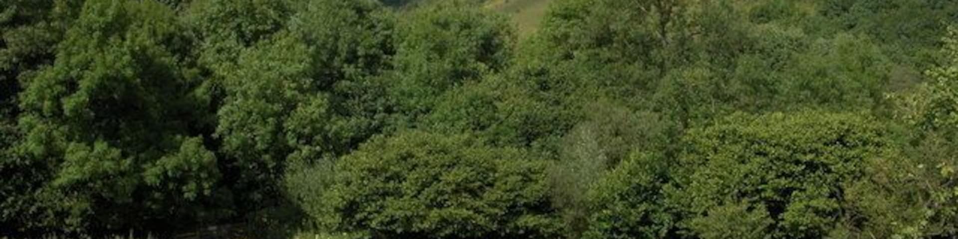 Lees Bottom in the Wye Valley