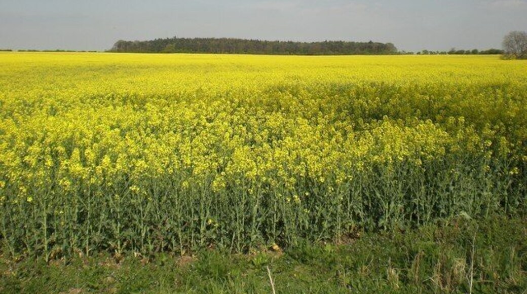Rape field near Barmer Manor Ling wood in background. It's called Marrow Ling on the 1st Edition OS map. Wonder which is right?