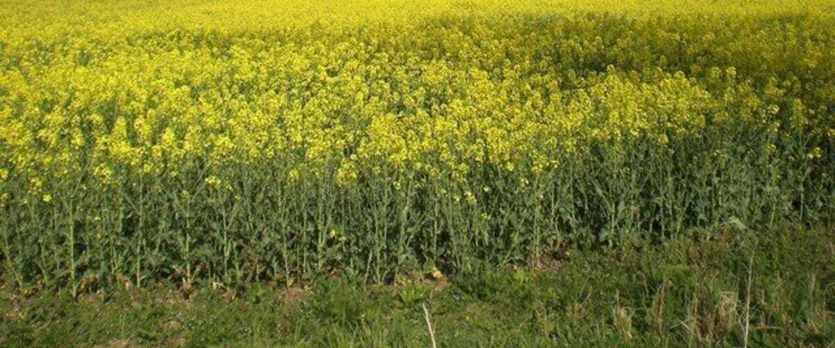 A vast field of yellow flowers under a clear sky.