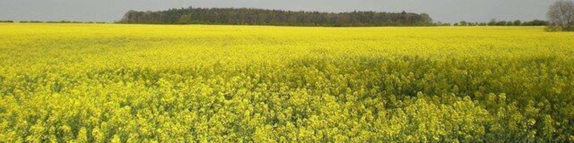 A vast field of yellow flowers under a clear sky.