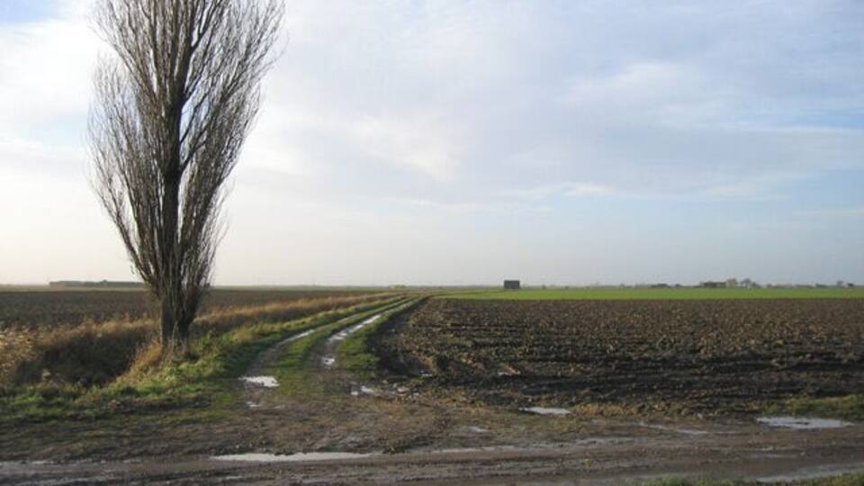 A rural landscape with a dirt road, a leafless tree, and a distant building.