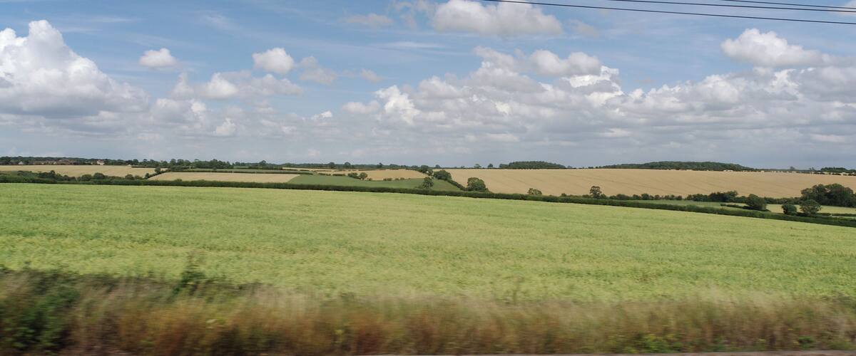 A rural landscape with fields, trees, and power lines.