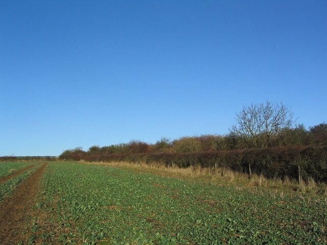 Disused lane? running north of Swayfield A lane marked on the map as running north from Swayfield (to the right) disappears into this line of hedge and trees. The well-made, impenetrable hedge made it impossible to see if the lane still exists.