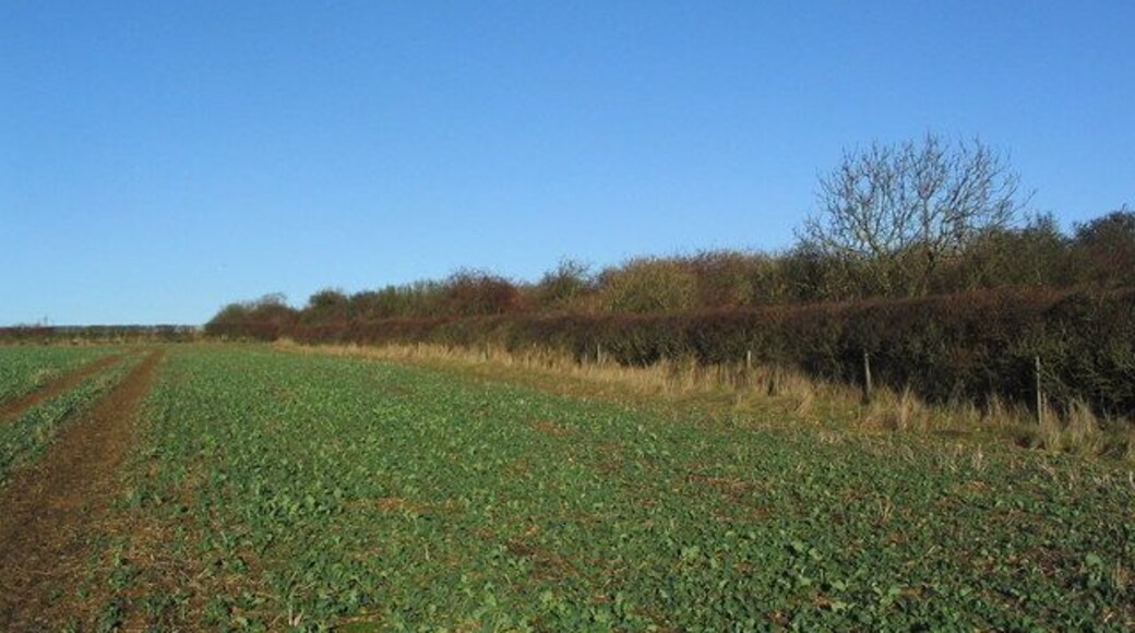 Disused lane? running north of Swayfield A lane marked on the map as running north from Swayfield (to the right) disappears into this line of hedge and trees. The well-made, impenetrable hedge made it impossible to see if the lane still exists.