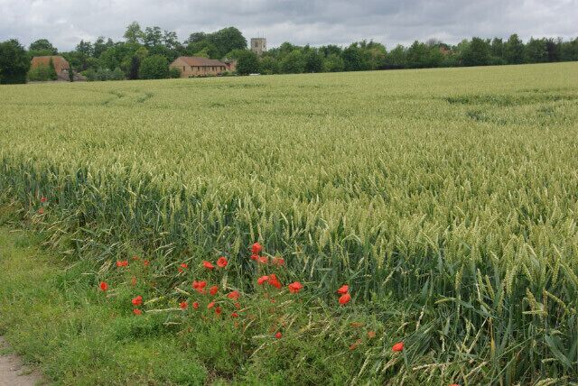 Farmland east of Swaffham Bulbeck Looking towards Swaffham Bulbeck village from the Park End - Newmarket Road footpath. Swaffham Bulbeck church can be seen through the trees.