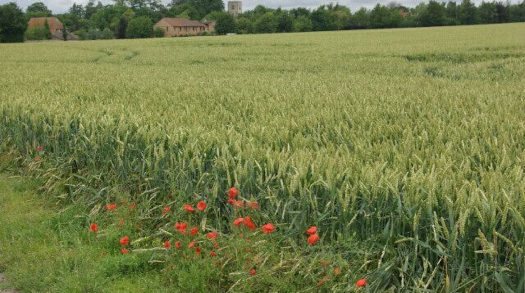 Farmland east of Swaffham Bulbeck Looking towards Swaffham Bulbeck village from the Park End - Newmarket Road footpath. Swaffham Bulbeck church can be seen through the trees.
