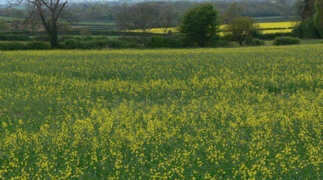 Oilseed rape field near Sutton Cheney Looking west from Bosworth Road.