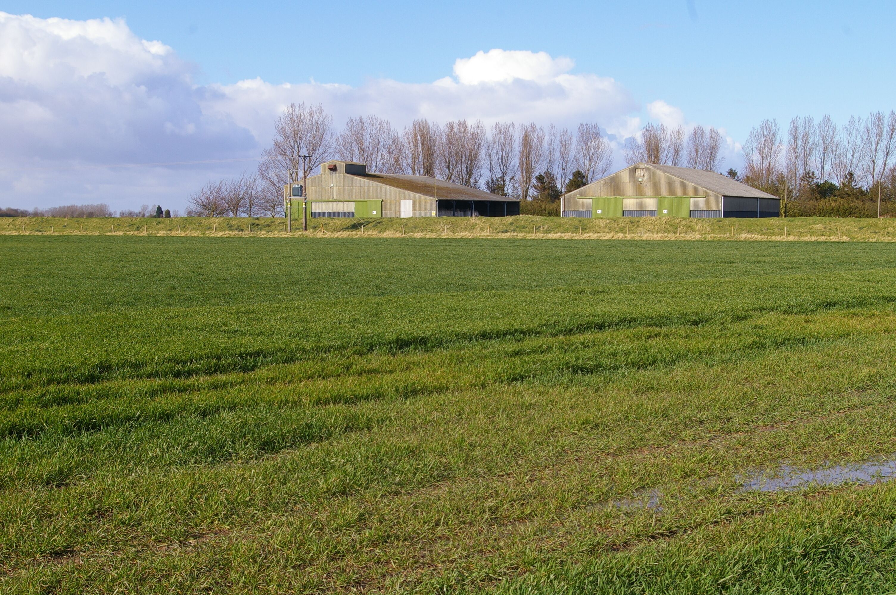 Buildings on Kamarad Farm These farm buildings sit behind the Bank of 1911. It has recently been raining (and hailing, and snowing), hence the puddles in the foreground field.
