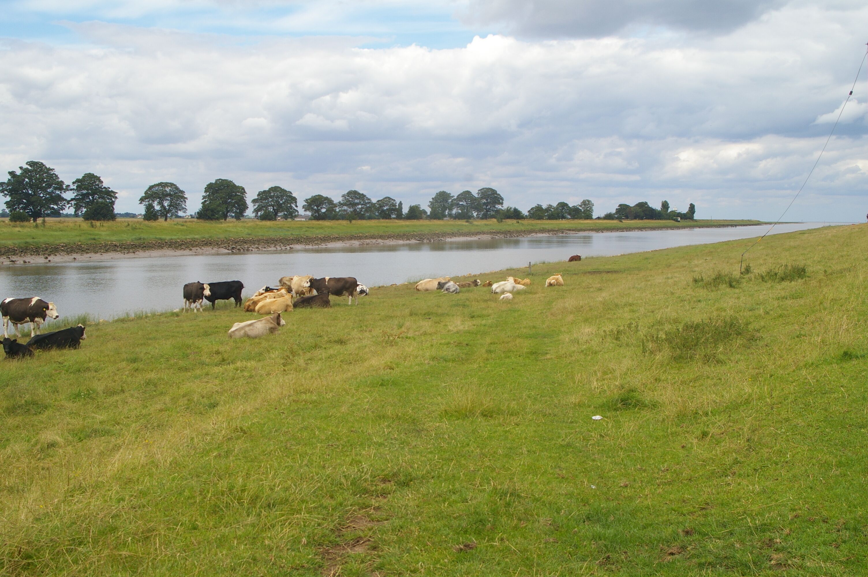 Cattle by the Nene Most of the farmland in the flat lands of East Anglia is arable, but outside the flood defences, the east bank of the Nene is used for grazing.
