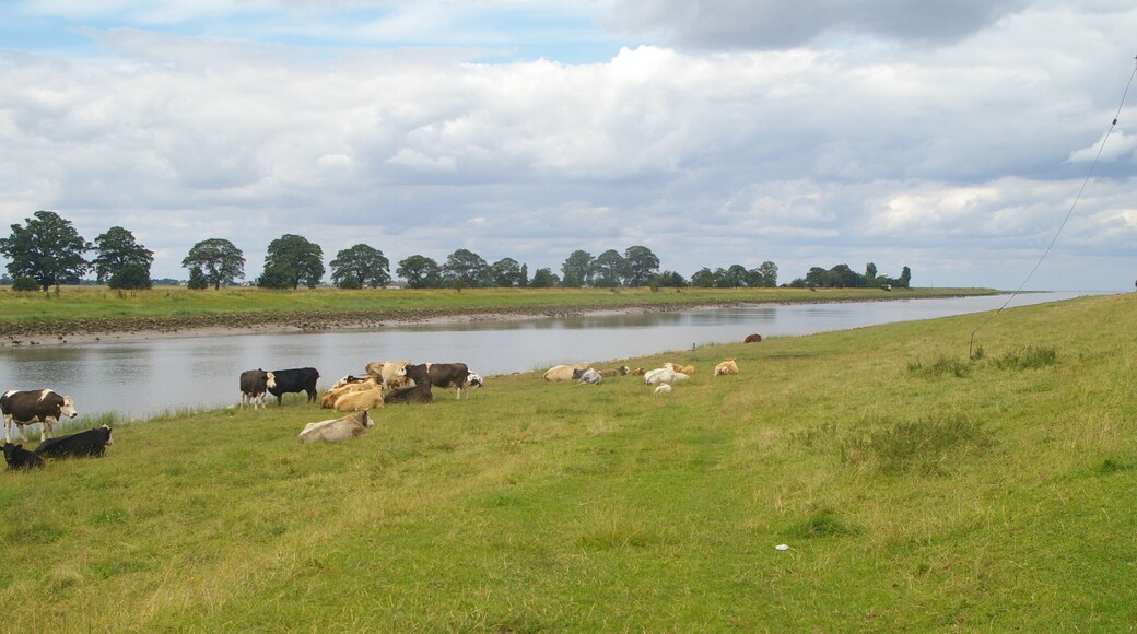 Cattle by the Nene Most of the farmland in the flat lands of East Anglia is arable, but outside the flood defences, the east bank of the Nene is used for grazing.