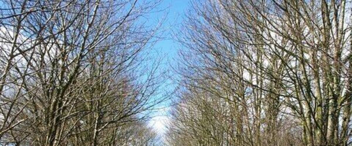 A gravel path flanked by leafless trees under a clear blue sky.