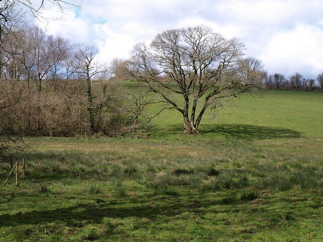 Waldon valley A large tree just detached from the corner of a field boundary at the edge of the small flood plain of the River Waldon. Seen from a bridge carrying a track from Brendon to Instaple over the little river.