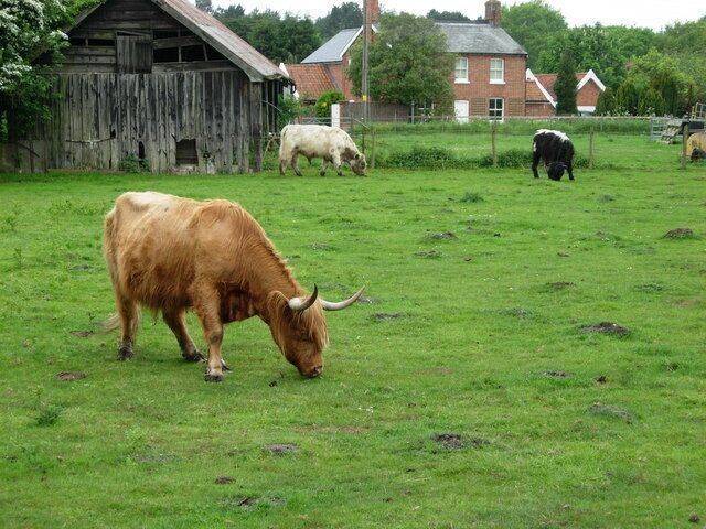 Cattle at Sudbourne. A Suffolk village is perhaps not the most obvious place to find highland cattle.