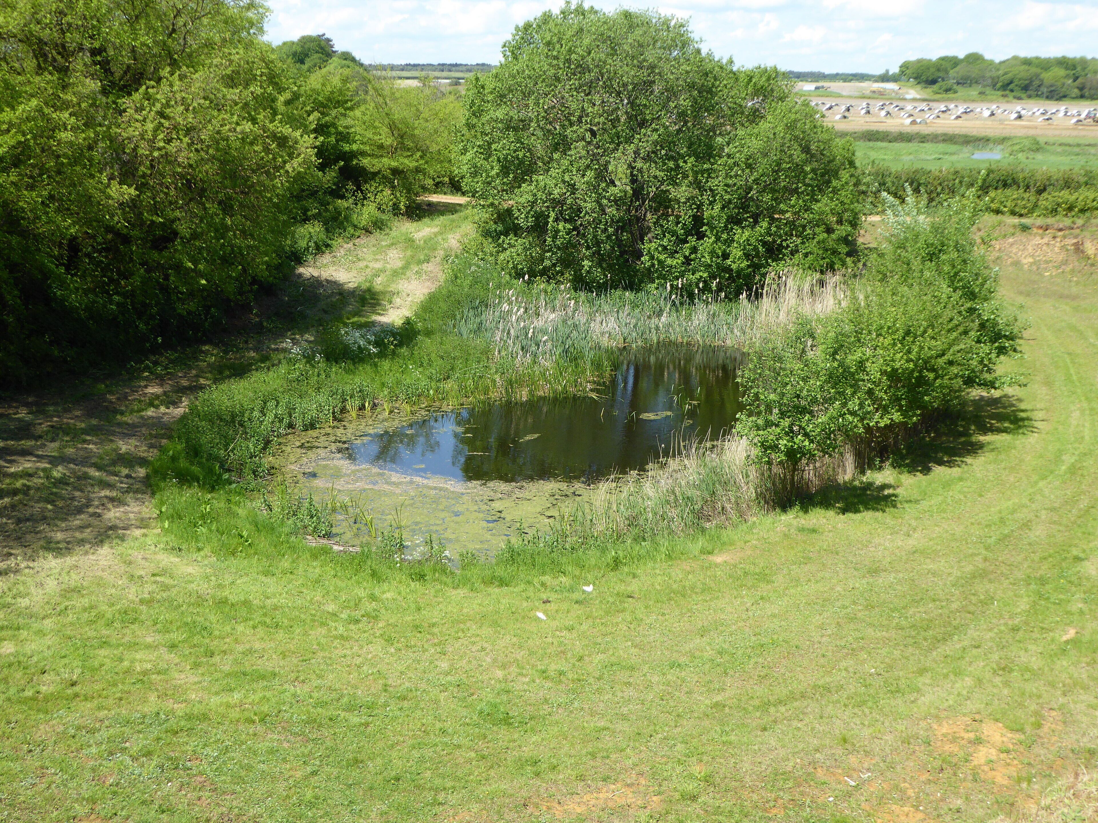 A pond surrounded by lush greenery and trees.