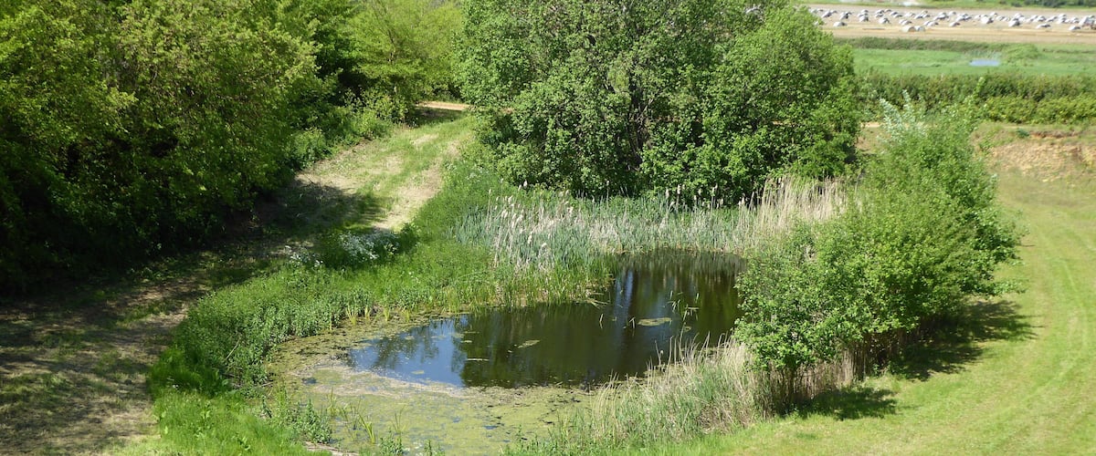 A pond surrounded by lush greenery and trees.