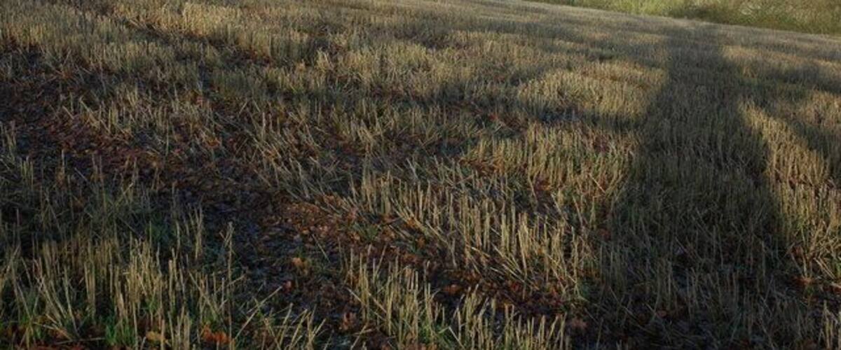 A field with tall grasses and trees in the background.